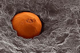 Thermally Conductive Polymers
